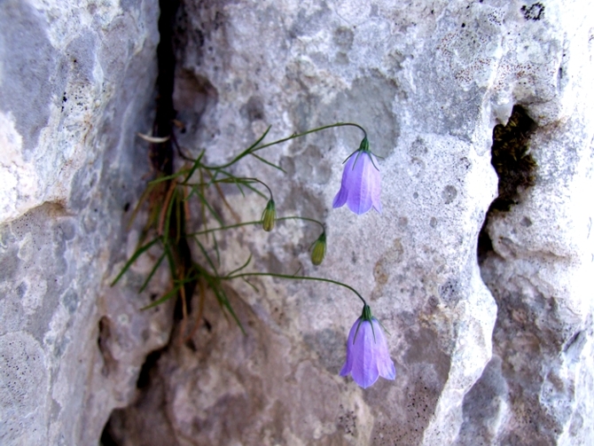 Campanula scheuchzeri / Campanula di Scheuchzer